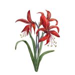 Amaryllis_42x55,5 cm_framed_cu rama_EUR400.00