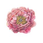 Bujor 1_Peony 1_42x55,5 cm_framed_cu rama_EUR400.00