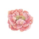 Bujor 2_Peony 2_42x55,5 cm_framed_cu rama_EUR400.00