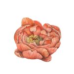 Bujor 3_Peony 3_42x55,5 cm_framed_cu rama_EUR400.00