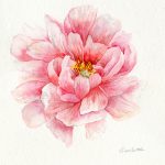 SOLD Bujor Roz_Pink Peony_42x52 cm_framed_cu rama_EUR400.00