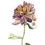 Bujor Uscat_Dry Peony_Înrămată_Framed_EUR 400.00