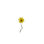 Floare Galbena _Yellow Flower_23x23 cm_framed_cu rama_EUR 170.00