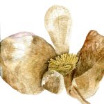 Floare uscata_Dry Flower_42x55,5 cm_framed_cu rama_EUR400.00