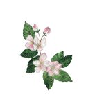 Flori de mar colorate_Colored Apple Flowers_23x23 cm_framed_cu rama_EUR 170.00