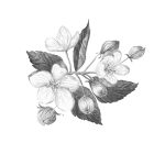 SOLD_Flori de mar_Apple Flowers_23x23 cm_framed_cu rama_EUR 170.00