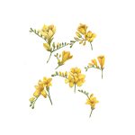 Frezii Galbene_Yellow Freesias_42x55,5 cm_framed_cu rama_EUR400.00