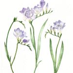 Frezii Violet_Purple Freesias_42x55,5 cm_framed_cu rama_EUR400.00