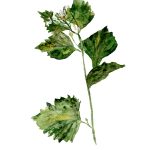 Frunze_Leaves_Înrămată_Framed_EUR400.00