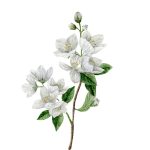 Iasomie_Jasmine_42x55,5 cm_framed_cu rama_EUR400,00