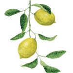 SOLD_Lamai_Lemons_42x55,5 cm_framed_cu rama_EUR400.00