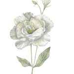 Lisianthus_42x55,5 cm_framed_cu rama_EUR400.00