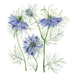 Nigella_42x52 cm_framed_cu rama_EUR 400.00