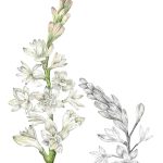 Tuberoze_Tuberose_42x55,5 cm_framed_cu rama_EUR400.00