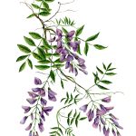 Wisteria_42x52 cm_framed_cu rama_EUR400.00