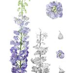 Delphinium_60x80cm_ framed with wood frame and museum glass_ RON 7000_EUR1400