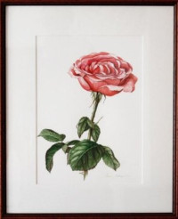 12_rose garden_white_watercolor on paper, 45X35
