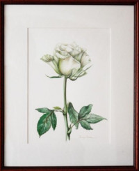 15_rose garden_red_watercolor on paper, 45X35