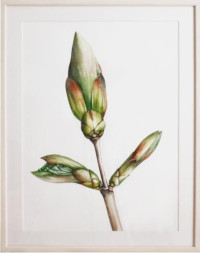 27_Wanderlust_Maple_01_watercolor and pencil on paper, framed, 43×38