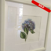 6_Hydrangea 01- Watercolor on paper, 29×29_framed 50×50